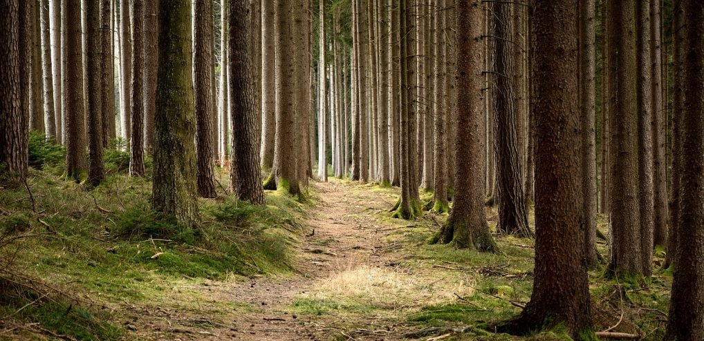 Holz, der Stoff aus dem die Träume sind